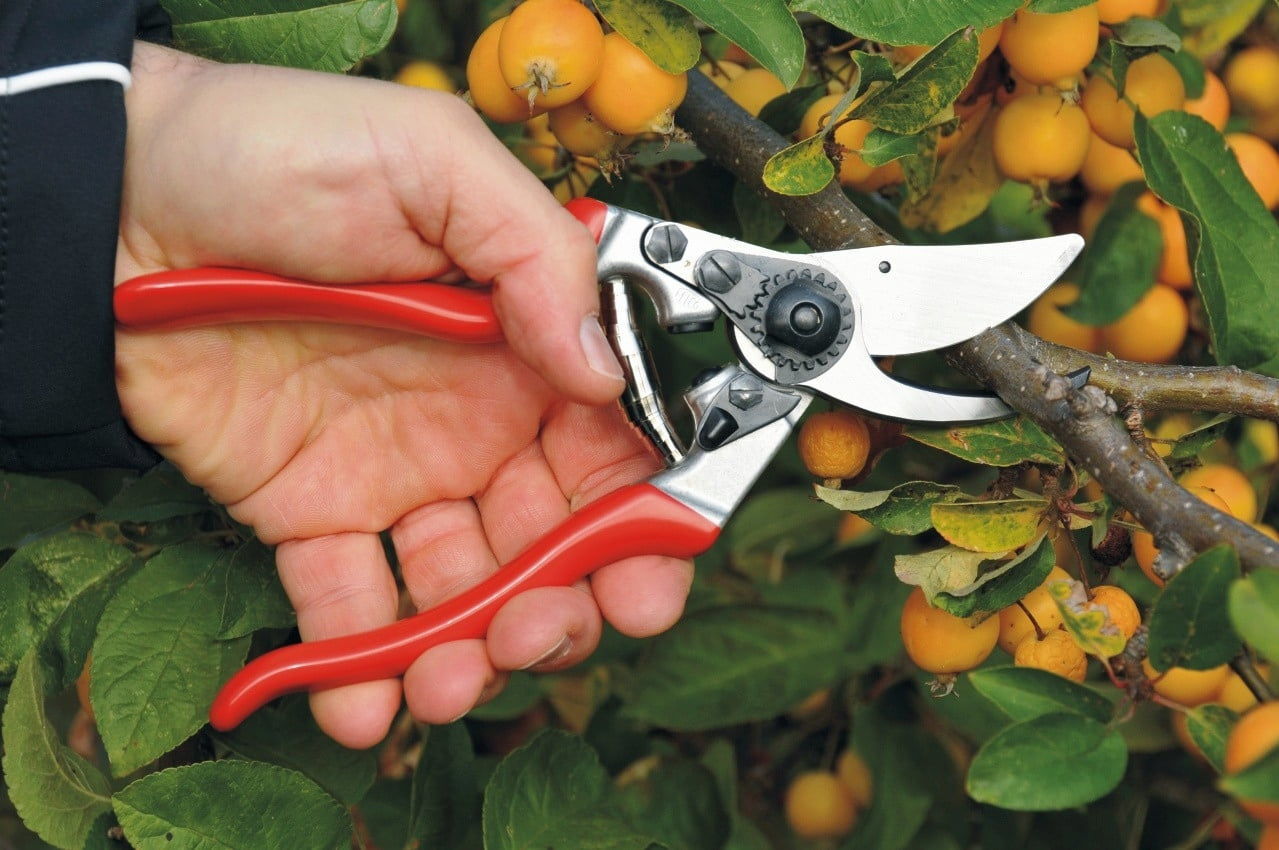 lefthanded-orchard-garden-pruners-felco-9-1-pc-642015-en.jpg